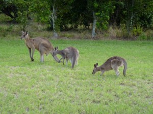 CABOOLTURE HIOC GOLF DAY. CHECK YER POUCHES MATES... KANGAROOS LOOKING FOR BALLS...